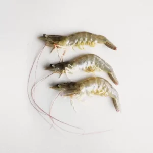 raw head on shell on