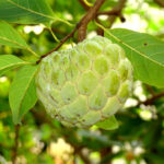 Custard Apple