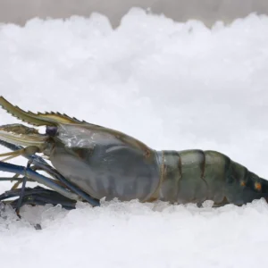 head on shell with claw