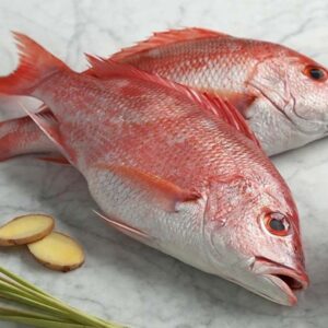 Sea Red Snaper