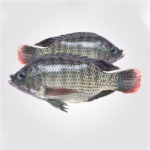 Tilapia