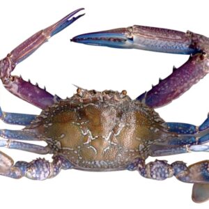Blue Swimming Crab (নীল সাঁতার কাঁকড়া)