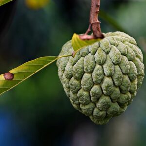 fruit, fresh, organic, healthy, custard apple, sugar apple, custard apple, custard apple, custard apple, custard apple, custard apple