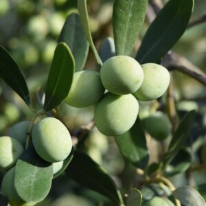 olivo, olive trees, olives, mediterranean, alimentari, food, oil, green, olive, olive grove, agriculture, olives, olive, olive, olive, olive, olive