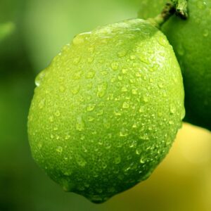 lemon, lime, fruit, tree, citrus, yellow, green, glistening, mist, dew, leaf, nature, green lemon