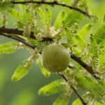 Amla (Phyllanthus emblica)