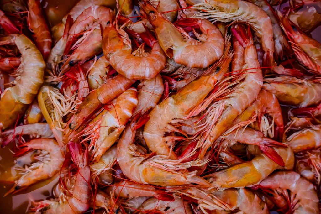 Close-up of freshly harvested shrimp showcasing the vibrant colors and texture of the seafood.