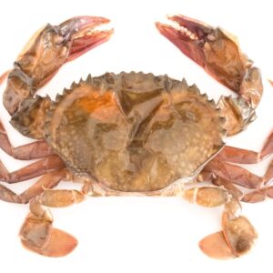 Soft Shell Crabs