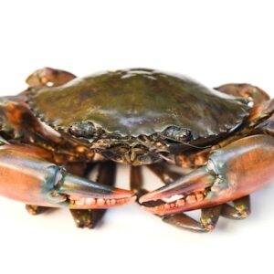 Mud Crab Male